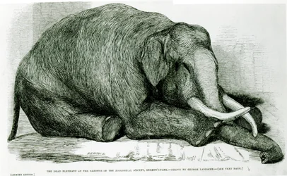 The Dead Elephant at the Gardens of the Zoological Society, Regents Park, from 